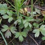 Ranunculus paludosus Foglia