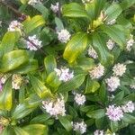 Daphne mezereumFlower