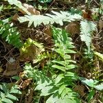 Blechnum australe Συνήθη χαρακτηριστικά