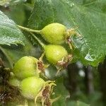 Crataegus submollis Fruit