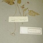 Begonia rubella Annet