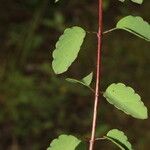 Porophyllum punctatum Leaf