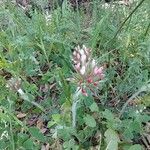 Trifolium stellatum Flower