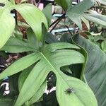 Philodendron pedatum Лист