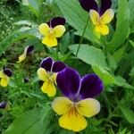 Viola tricolor फूल