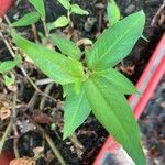 Persicaria odorata Blad