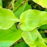 Tinantia pringlei Leaf