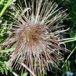 Pulsatilla alpina Ffrwyth