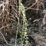 Reseda stricta Flor