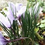 Crocus sativus برگ