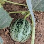 Cucurbita foetidissima Frukt