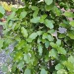 Beilschmiedia miersii Leaf