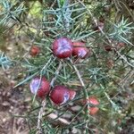 Juniperus oxycedrus Fruit