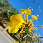 Handroanthus albus Flower