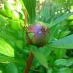 Paeonia officinalis ഇല