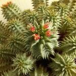 Euphorbia susannae Feuille
