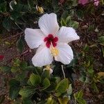 Hibiscus rosa-sinensisപുഷ്പം