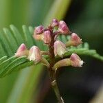 Polystachya concreta Floare