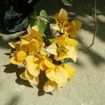 Bougainvillea spectabilisFlower