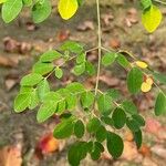 Moringa oleifera पत्ता