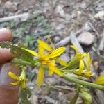 Solidago virgaureaKwiat