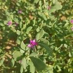 Sesuvium verrucosum Fleur