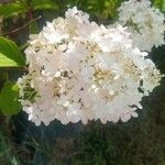 Hydrangea paniculataFlower