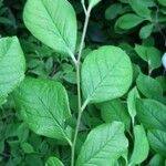 Stewartia malacodendron Fuelha