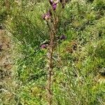 Cirsium palustre Habit