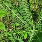 Sesbania herbacea Folla