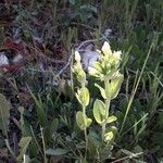 Centaurium maritimum Habit