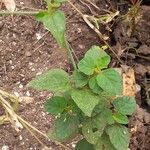 Boerhavia erecta Feuille