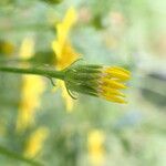 Jacobaea erratica Fleur