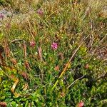 Erica spiculifolia Natur