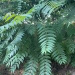 Toona sinensis Листок