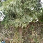 Afrocarpus gracilior Blad