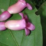 Schlegelia nicaraguensis 花