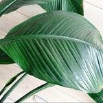 Spathiphyllum wendlandii その他の提案