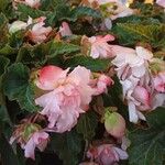 Begonia pendula Blomst