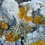 Lycopodium alpinum Цветок