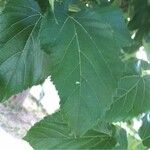 Morus alba Otro