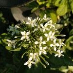 Ixora finlaysoniana Floare