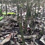 Avicennia germinans Habit
