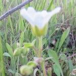 Minuartia drummondii