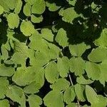 Thalictrum aquilegiifolium Leaf