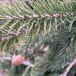 Picea abies Ліст