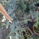 Eucalyptus parvula Hoja