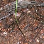 Gnetum leyboldii Bark