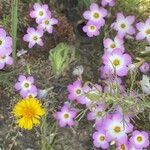 Linanthus dianthiflorus Flor