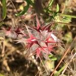 Trifolium stellatum Flower